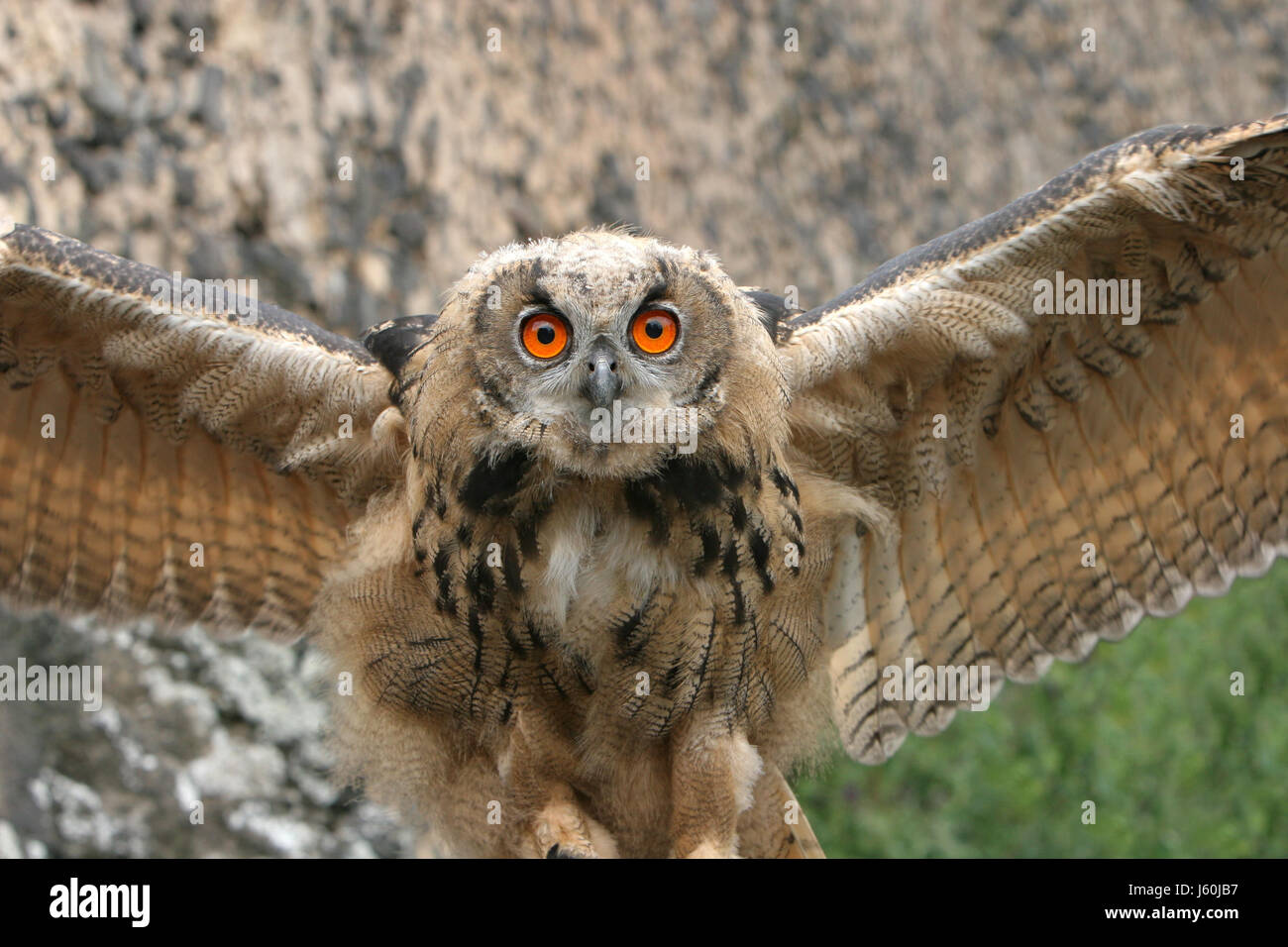 Uccelli uccelli occhi raptor ala animale giovane owl il gufo reale animale marrone di uccelli Foto Stock