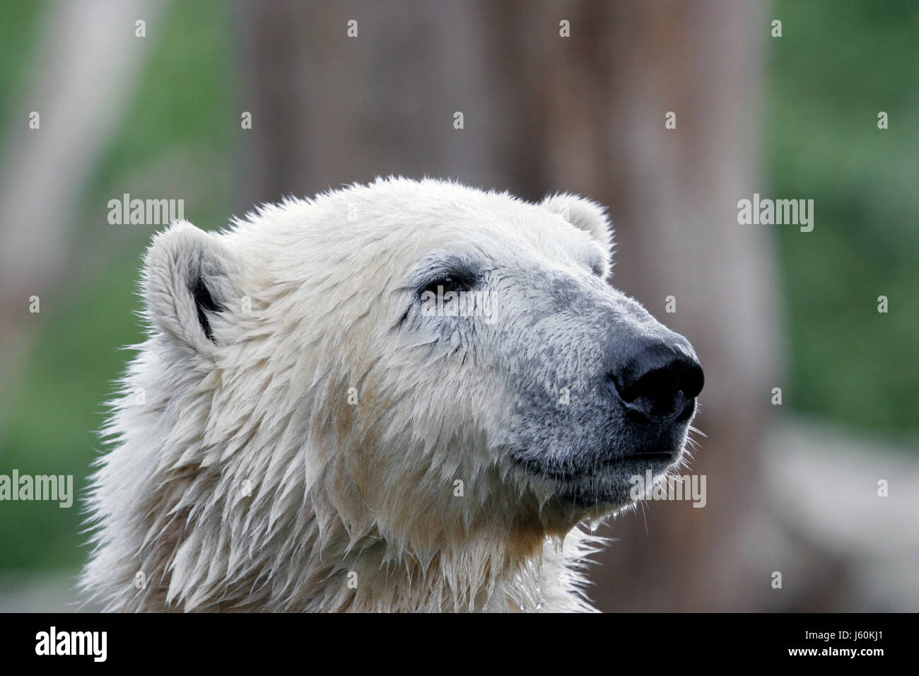 Orso polare ritratto Foto Stock
