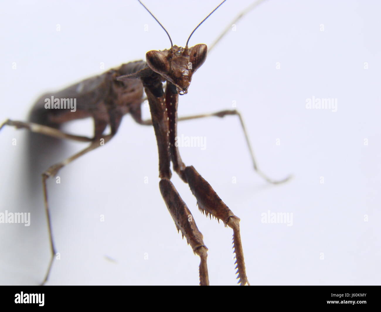 Animale insetto bruno marrone brunette occhio Testa alien stone animale battaglia di insetto Foto Stock