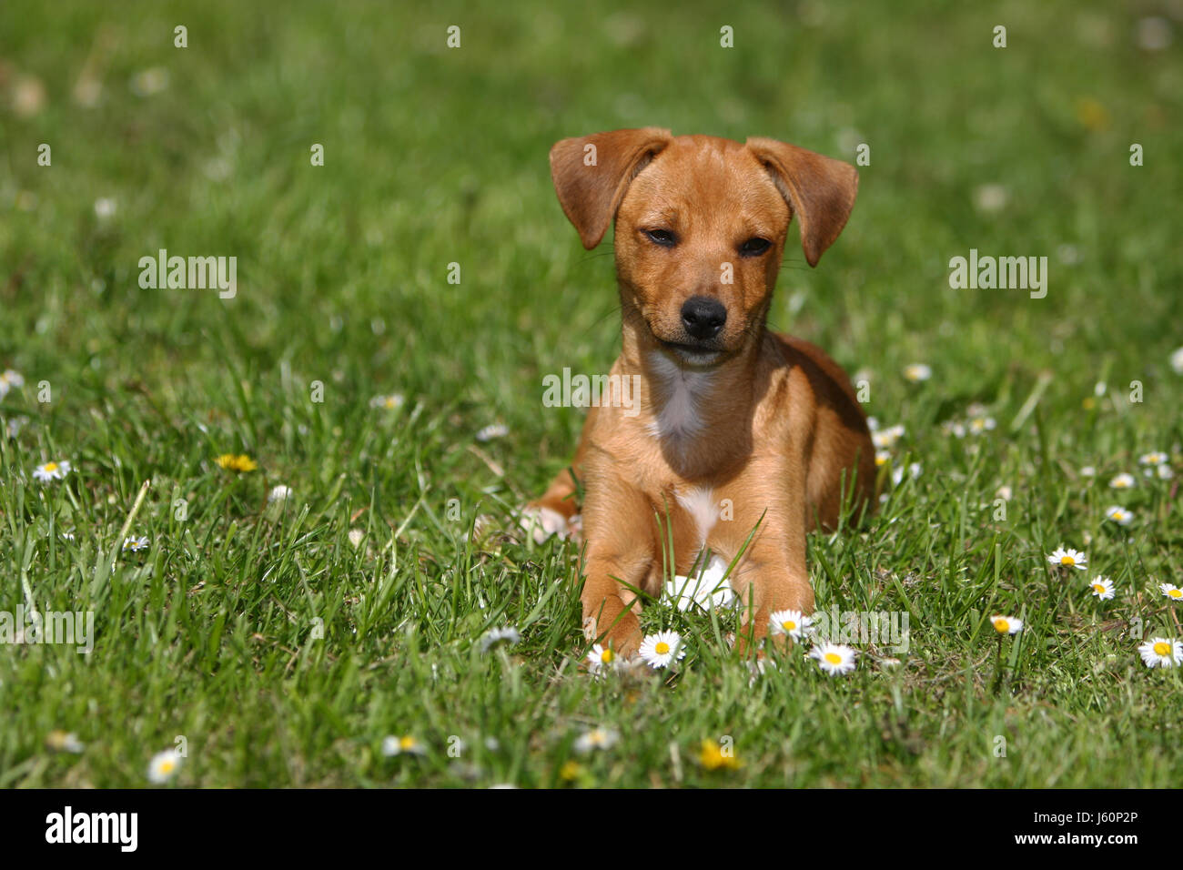 Curioso,nosey,nosy,giocoso,dog,cucciolo,giovane,giovani,dog,prato,jackrussel Foto Stock