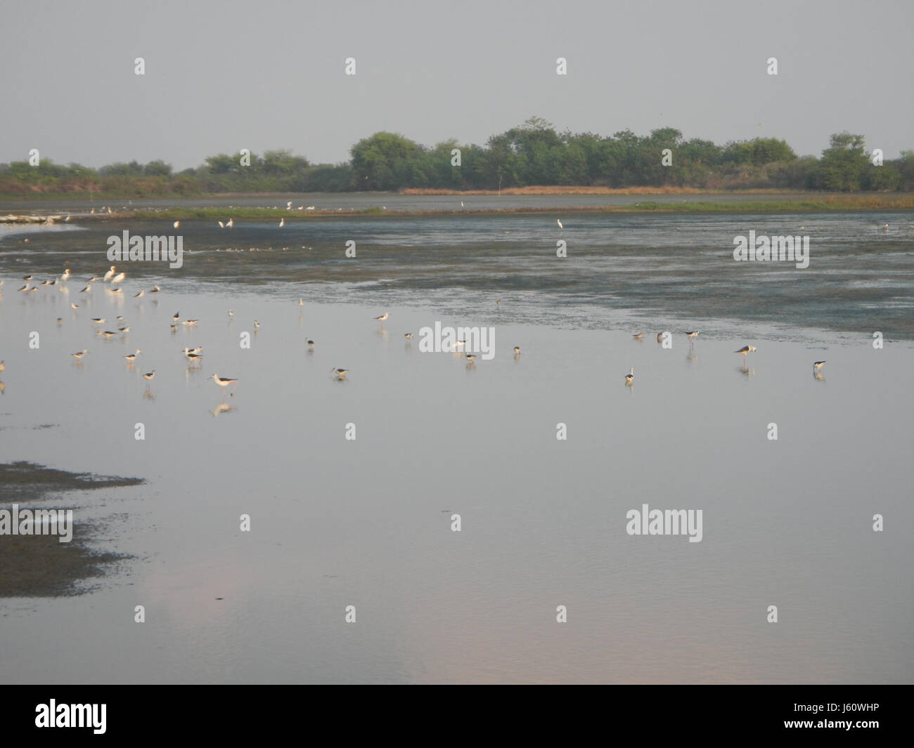 Questa immagine mostra una varietà di specie di uccelli fotografate a San Jose, Paombong, Bulacan. L'area è conosciuta per la sua ricca biodiversità e la presenza di uccelli locali e migratori. Foto Stock