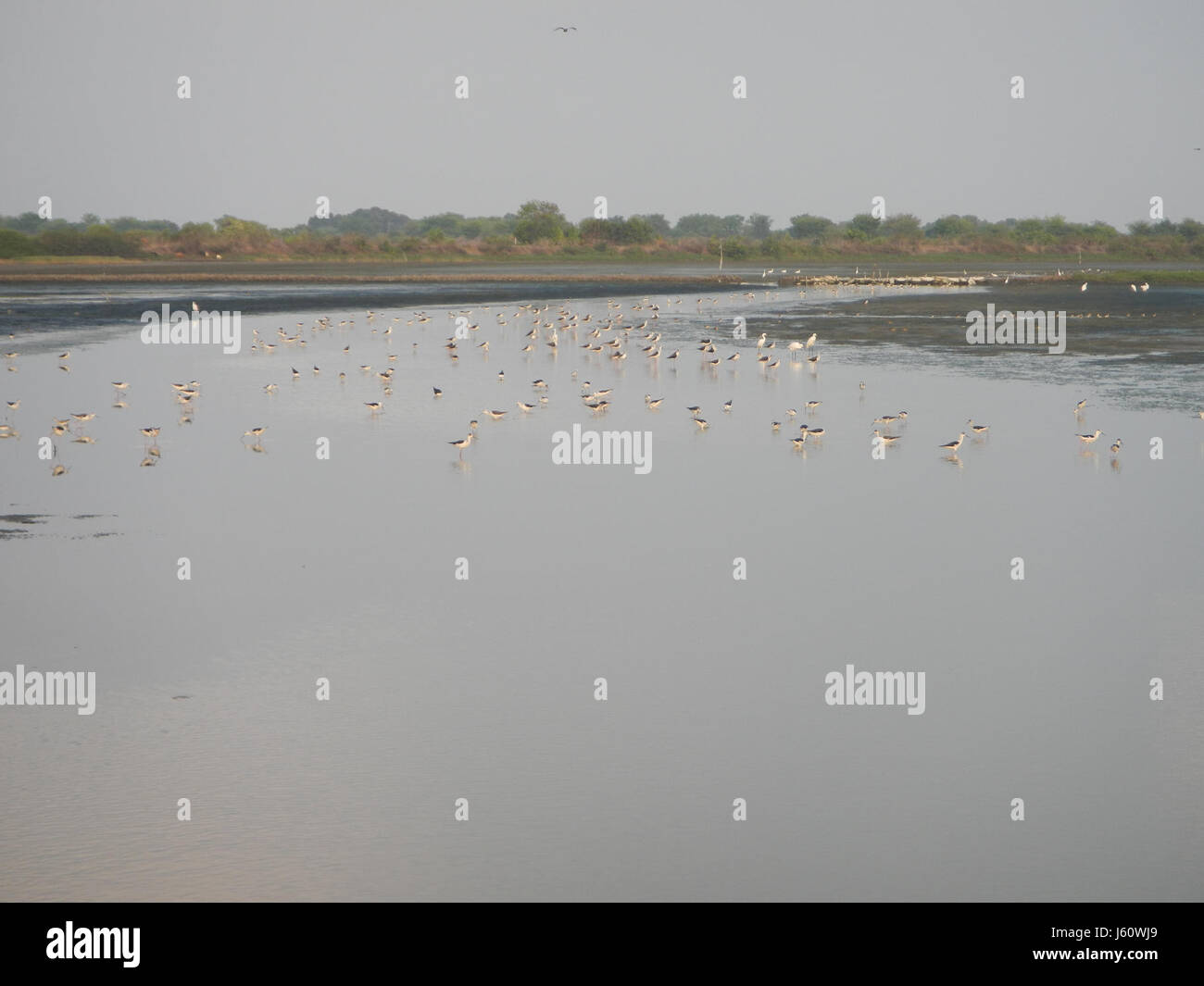 Questo titolo descrive una scena a San Jose, Paombong, Bulacan, dove gli uccelli sono visibili durante un tramonto, sottolineando la bellezza naturale della zona. Foto Stock