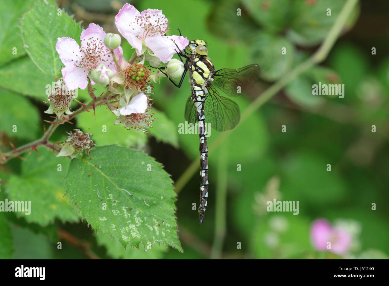 Close up del sud hawker dragonfly poggiante su rovo fiori,Eversley, Hampshire REGNO UNITO Foto Stock