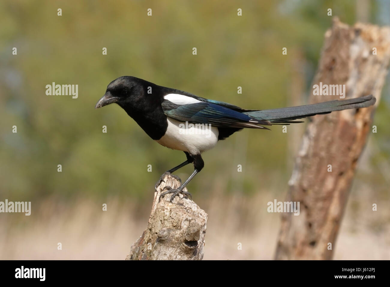 Eurasian gazza (Pica pica) adulto appollaiato sul ceppo di albero, Romania Foto Stock