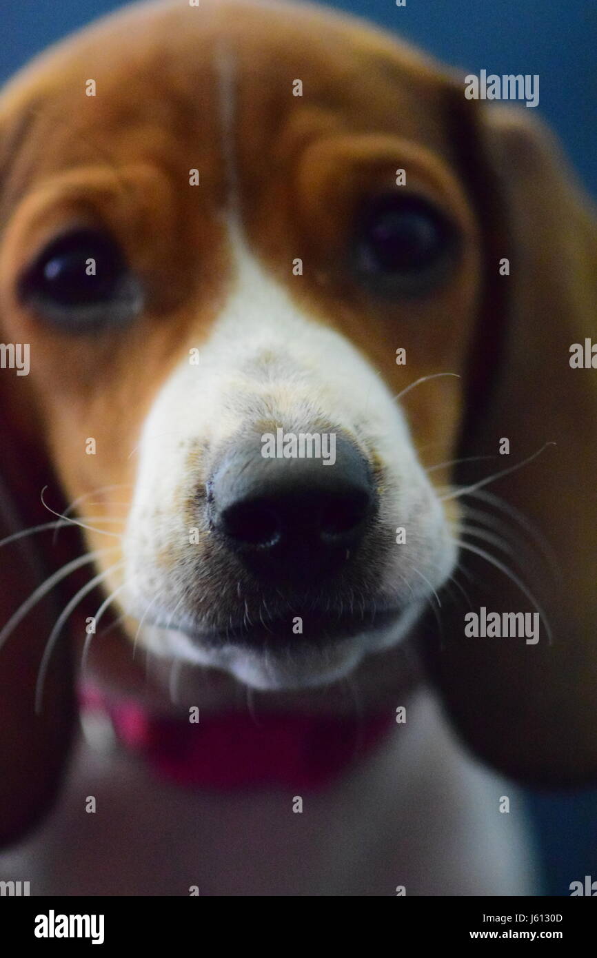 Basset Hound/Bassotto mescolare il cucciolo di 8 settimane Foto Stock