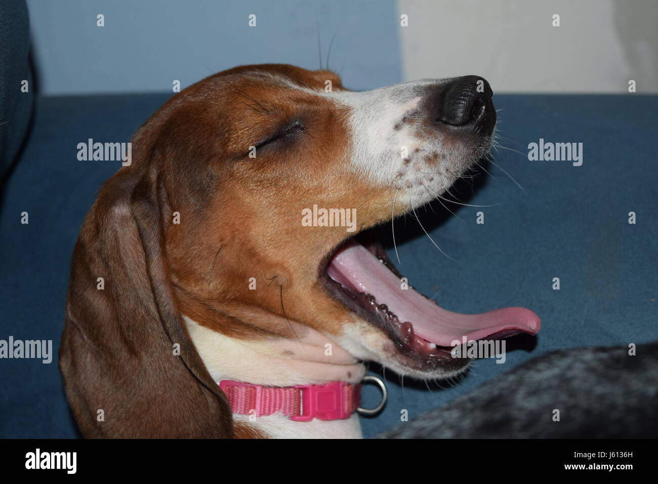 Basset Hound/Bassotto mescolare il cucciolo di 8 settimane Foto Stock