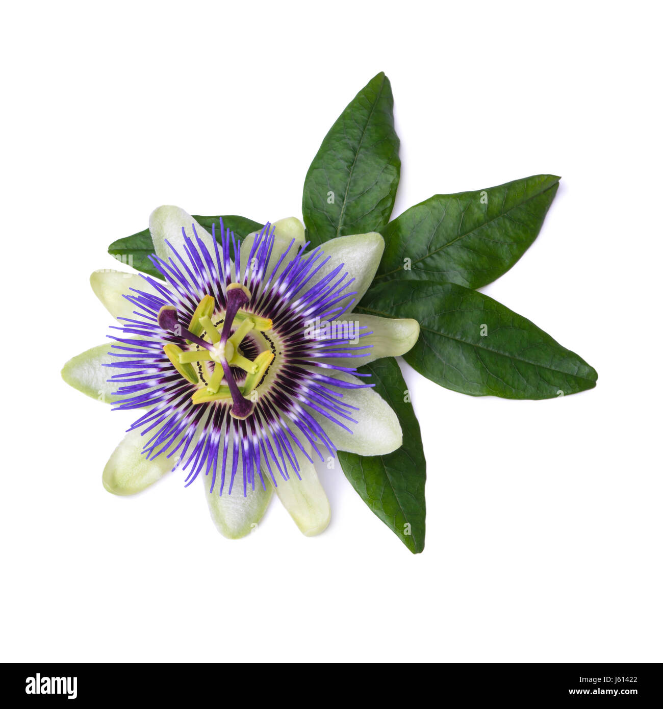 Passiflora passiflora isolati su sfondo bianco. Grande fiore bellissimo Foto Stock