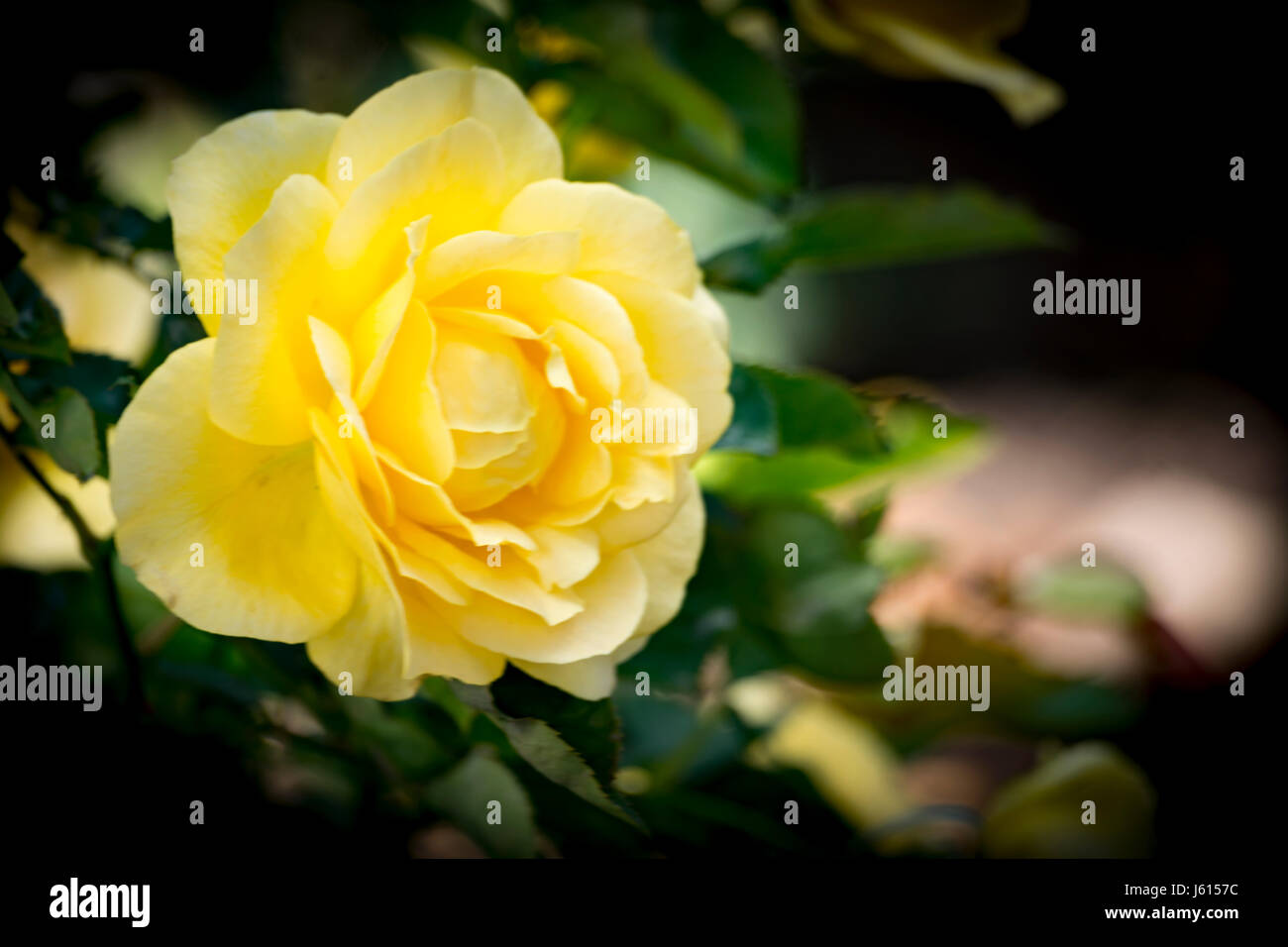 Rosa gialla al Balboa Park di San Diego, California Foto Stock