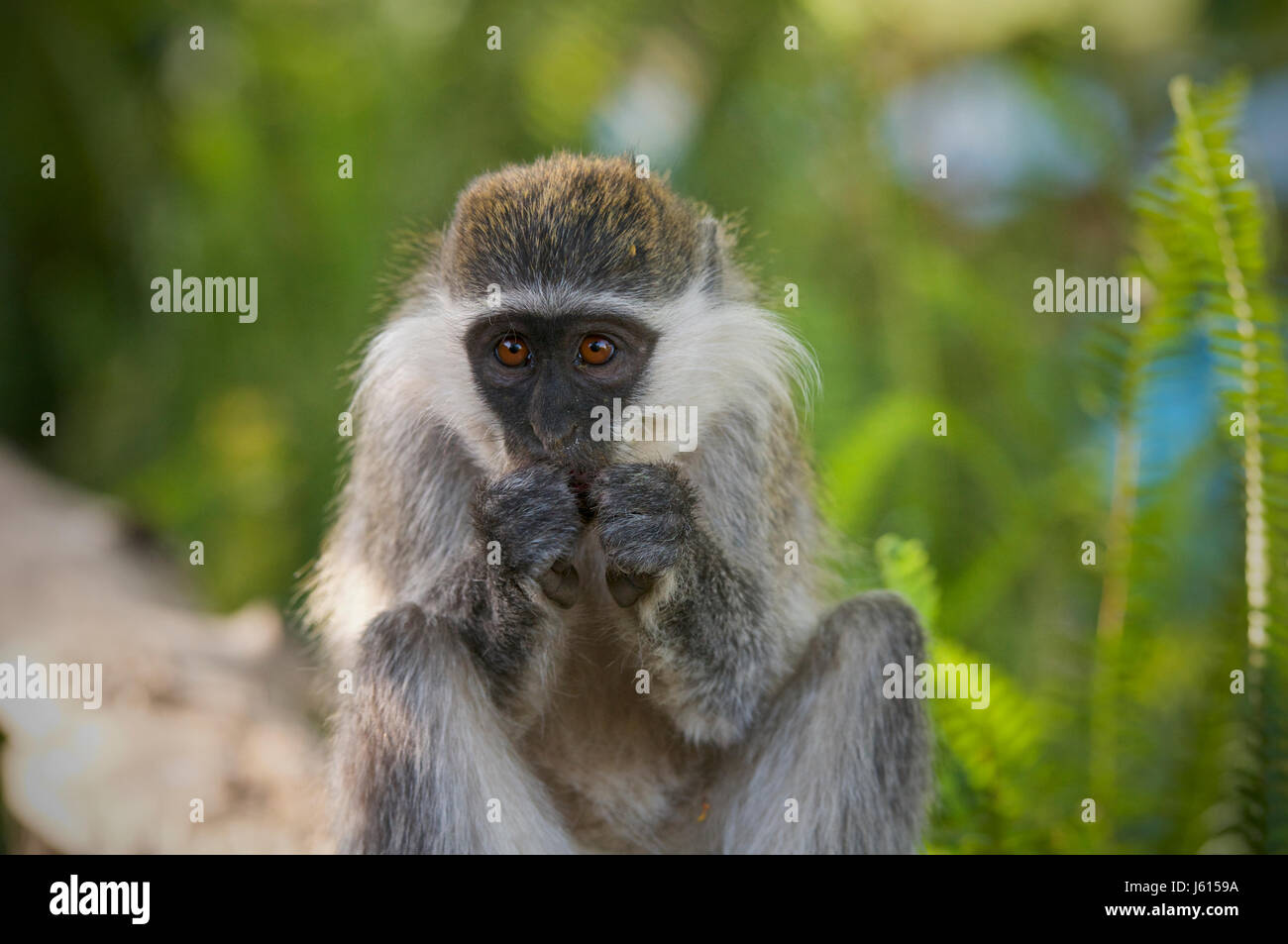 (Grivet Chlorocebus aethiops), noto anche come African green monkey, Etiopia, Africa Foto Stock