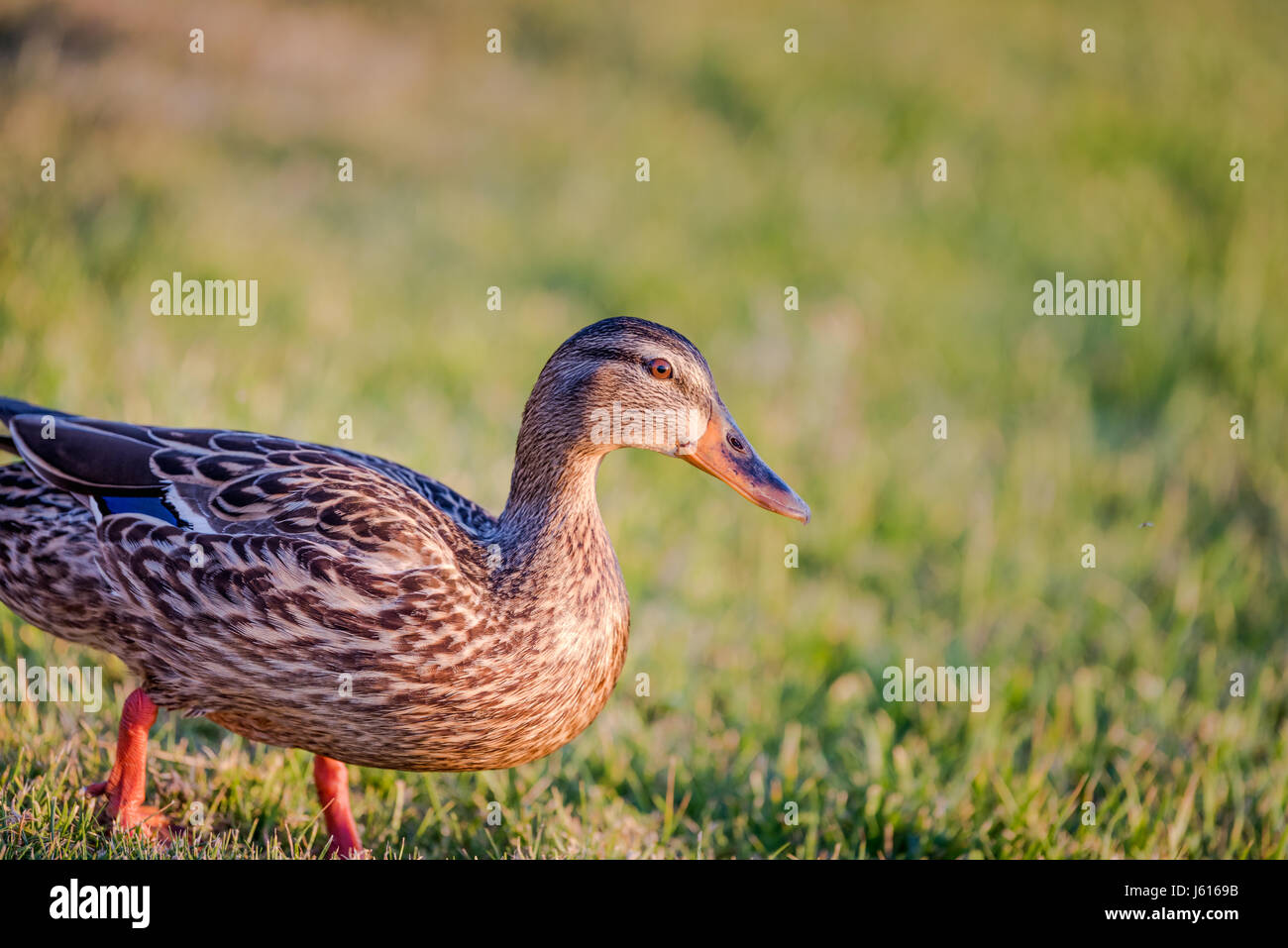 Femmina Mallard Duck close-up con spazio di copia Foto Stock