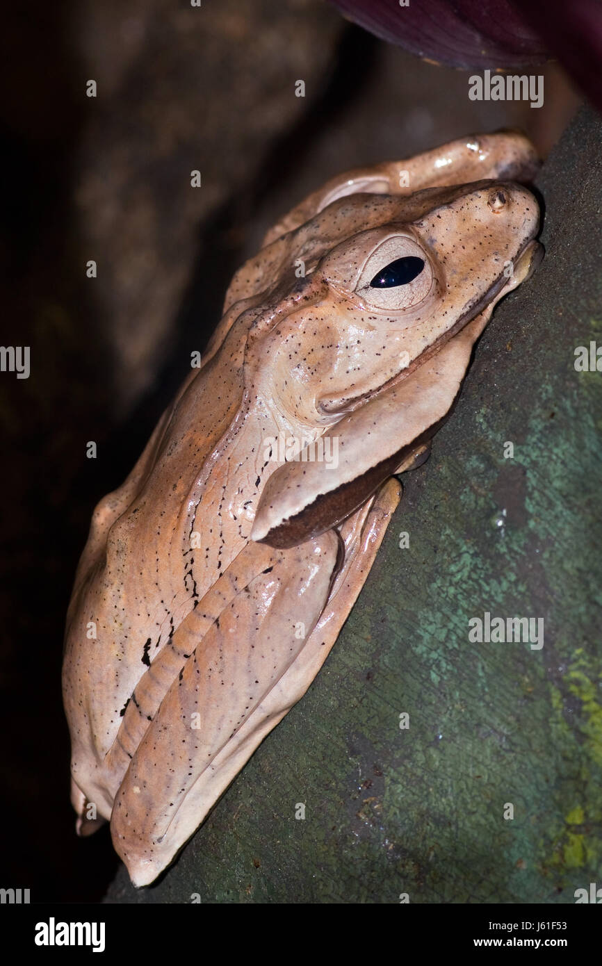 Anfibio animale borneo rana esotica natura selvaggia tropicale tree anfibio animale Foto Stock