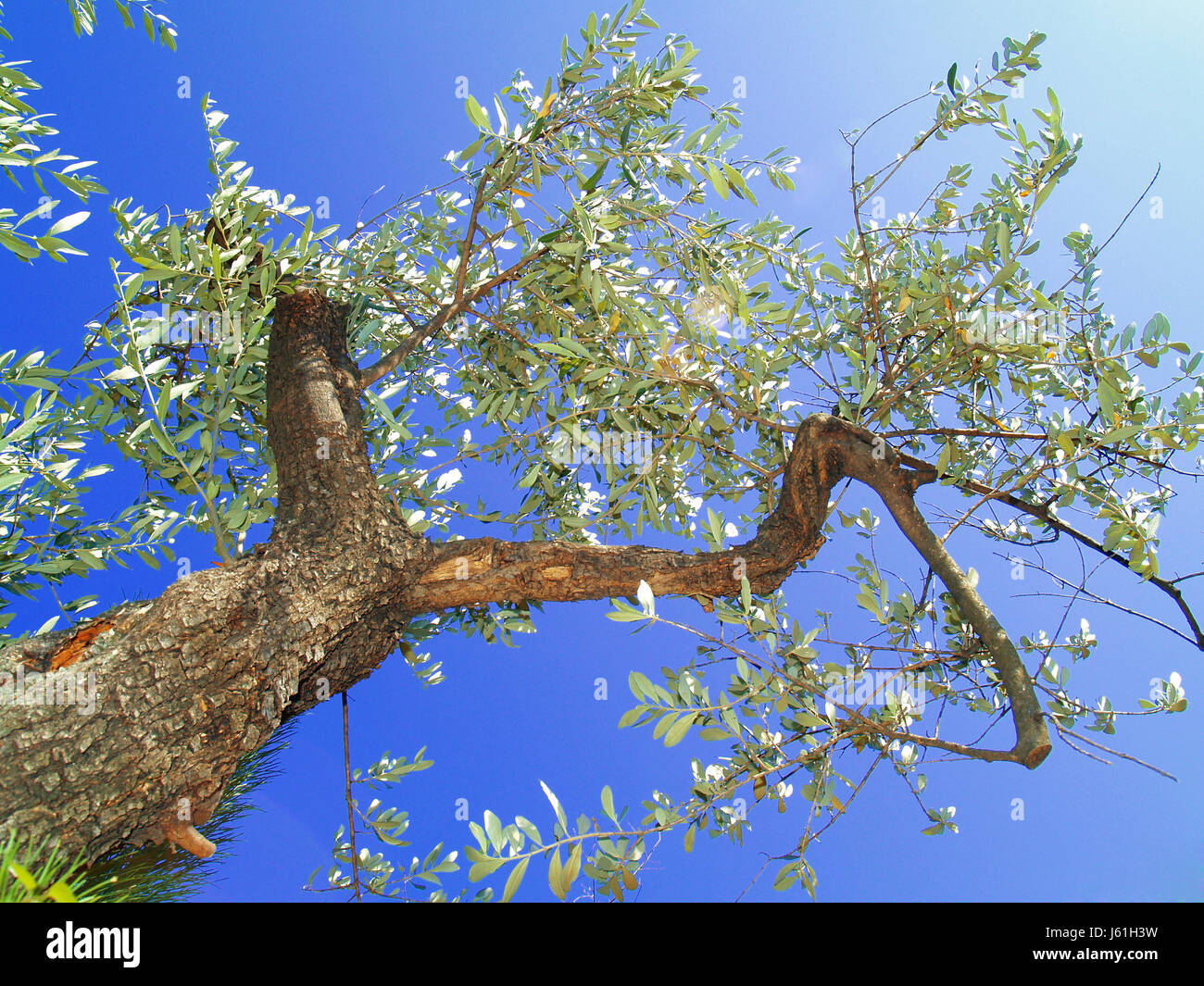 Worm occhio ambiente ambiente Olive tree olivo firmamento cielo natura Foto Stock