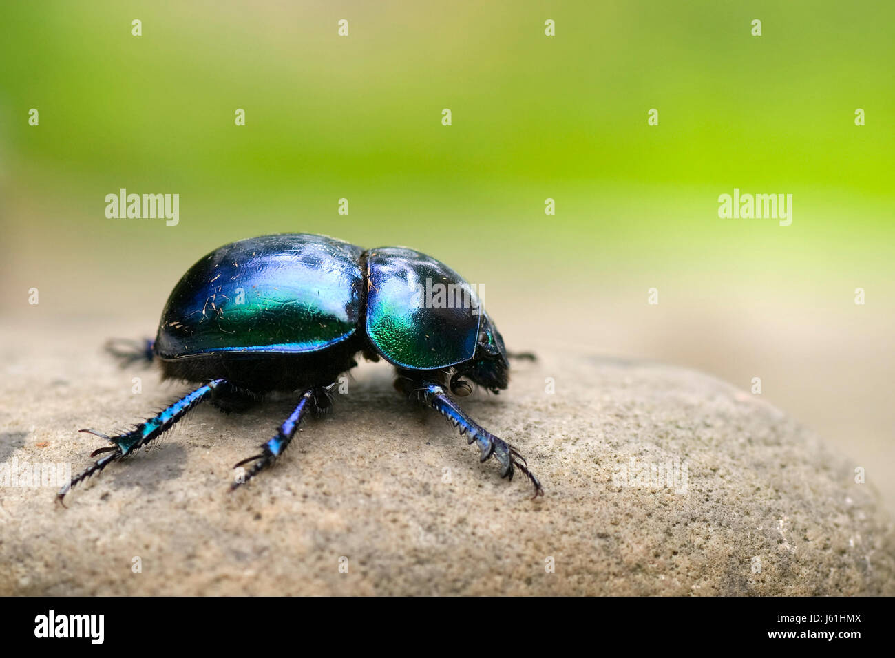 Animale blu beetle insetto brillante lucido metallico scarabeo sterco macro close-up Foto Stock