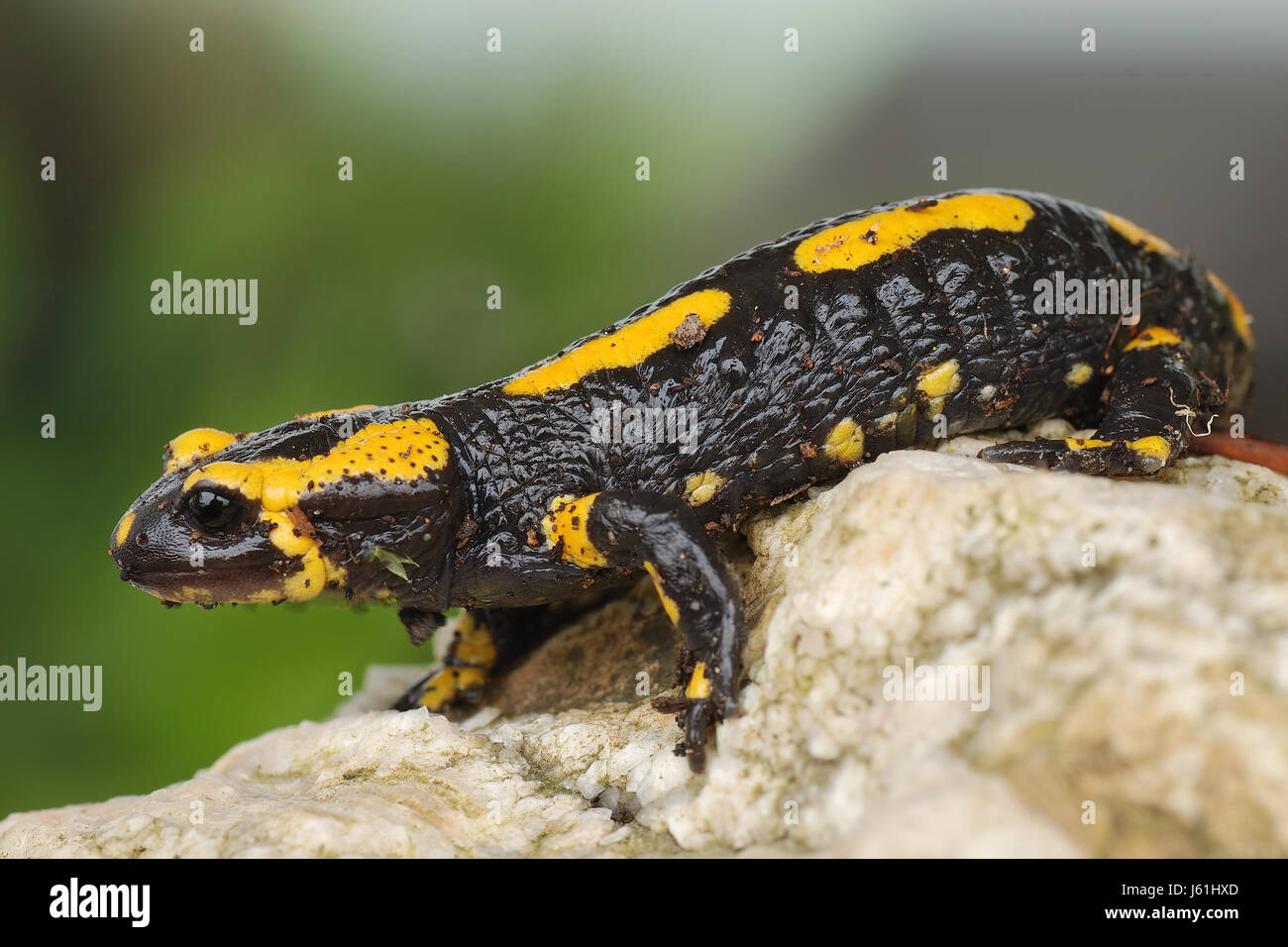 Vero salamander familiy famiglia nero animale swarthy jetblack deep black stream Foto Stock