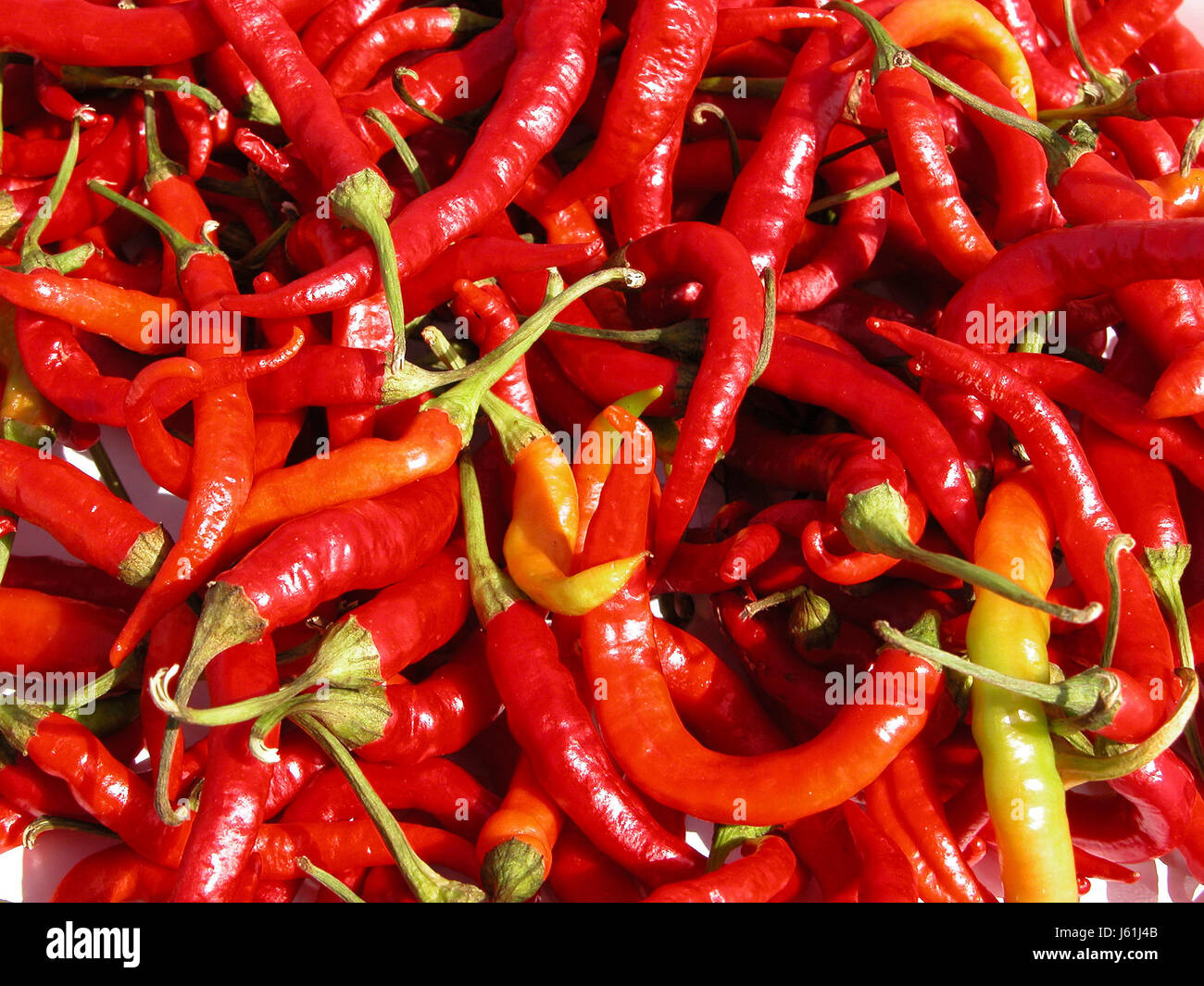 Pepe bollire cuochi cottura per bollitura foglio fiery funi ingredienti pepe rosso Foto Stock