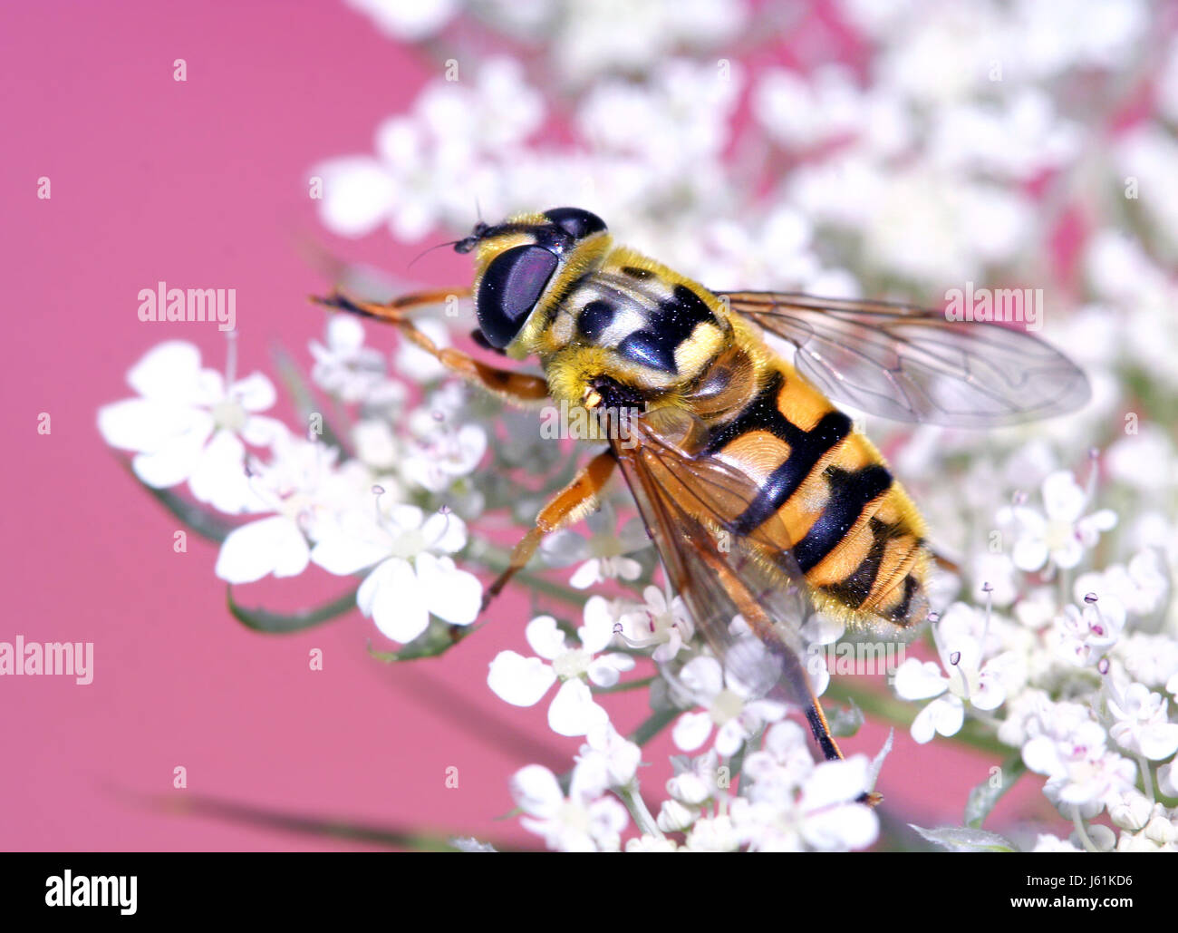 Insetto animale Piante e fiori volare cranio natura insetto animale Piante e fiori fly Foto Stock