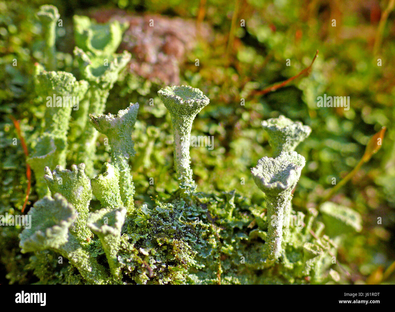 Fungo fungo simbiosi tromba biotop moss fungo fungo simbiosi alga Foto Stock