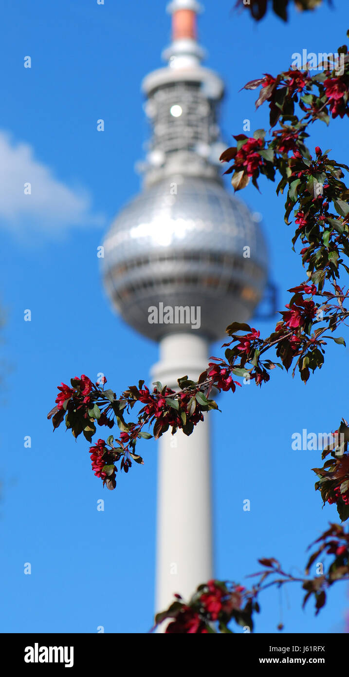 La torre della televisione di Berlino tower emblema rdt blue tower city town rami molla Foto Stock