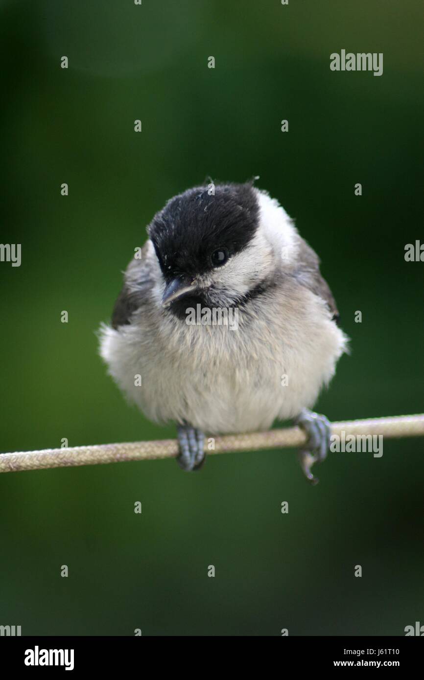 Cap cincia macro close-up di ammissione macro vista ravvicinata bird faccia hat eye Foto Stock