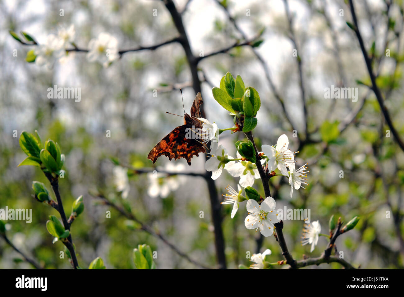 Farfalla posata su un fiore Foto Stock