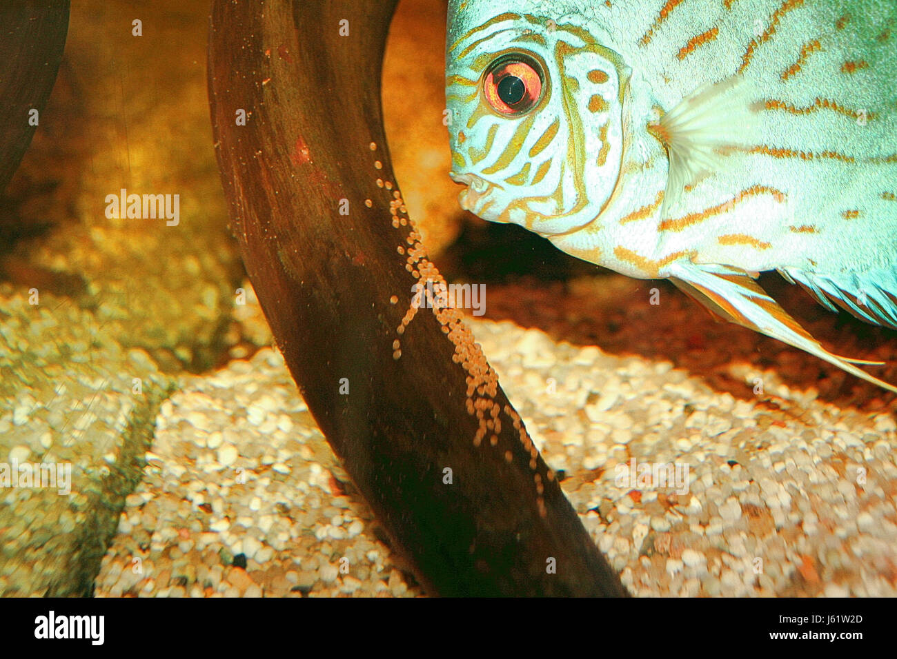 Guardia dei pesci immagini e fotografie stock ad alta risoluzione - Alamy