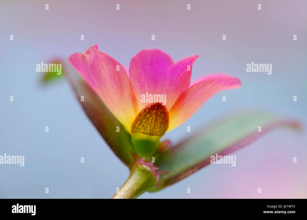 Fiore fiori fiori piante spurgo portulaka portulakrschen umbraticola Foto Stock