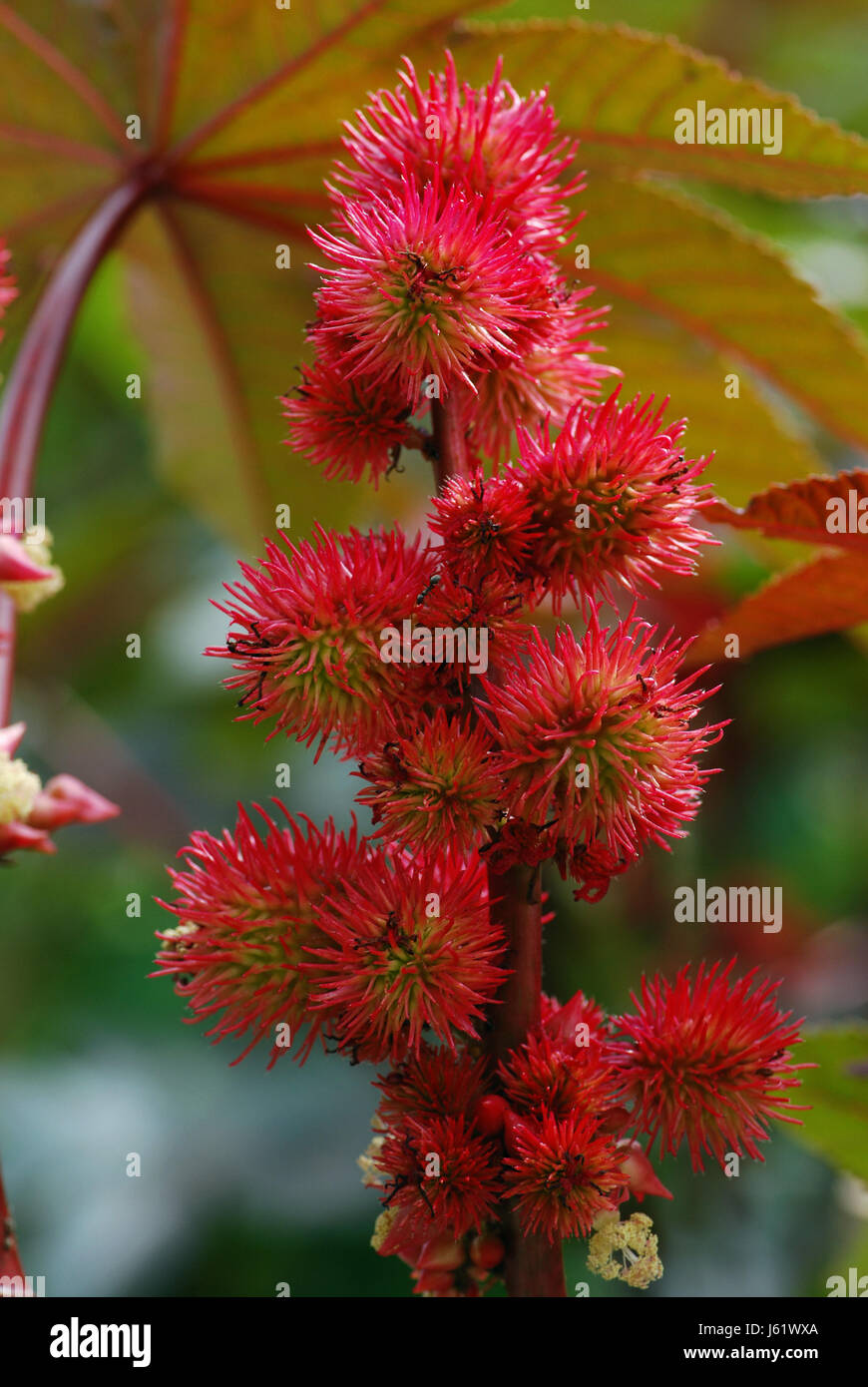 Le capsule di frutta del miracolo tree Foto Stock