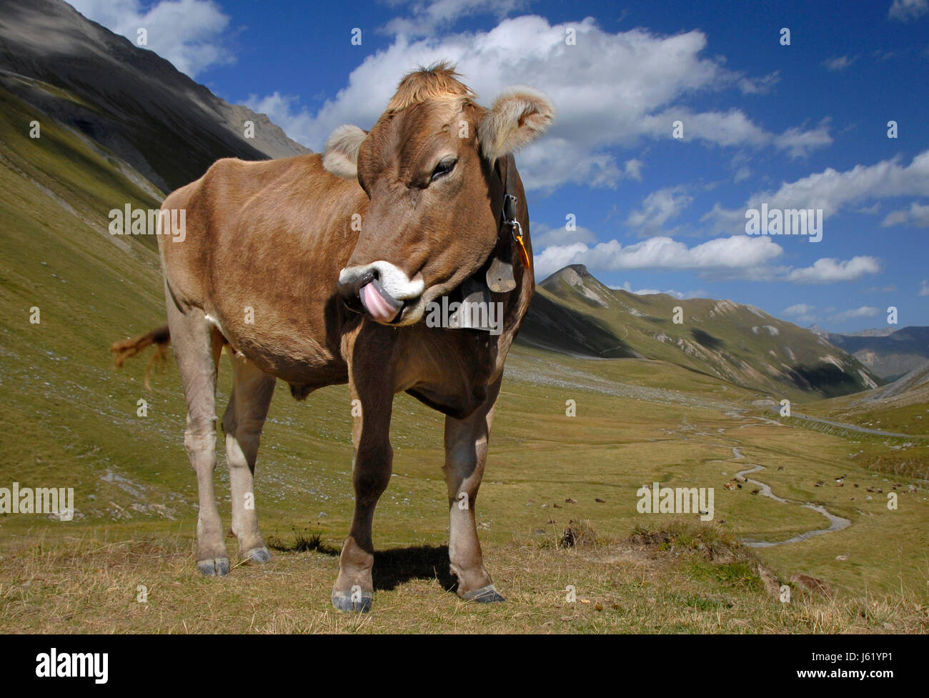 Mucca svizzera montagne linguetta agricoltura agricoltura passeggiata escursionismo ramble alp Foto Stock
