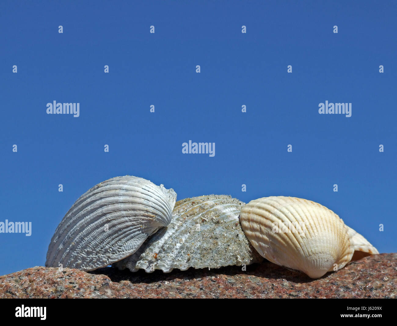 Guscio gusci azure cozze estate shell summerly azure conches trio animali del mare Foto Stock