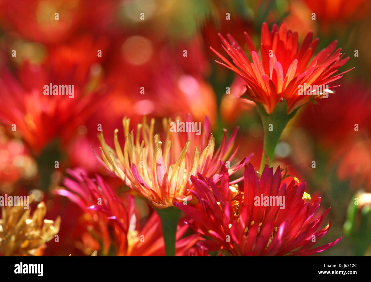 Piante e fiori bloom blossom fiorire fiorente marrone rossastro rosso marrone da giardino Foto Stock