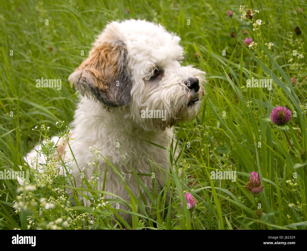 Quadruped piccolo piccolo breve giro del cane cane prato lapdog quadruped piccola Foto Stock