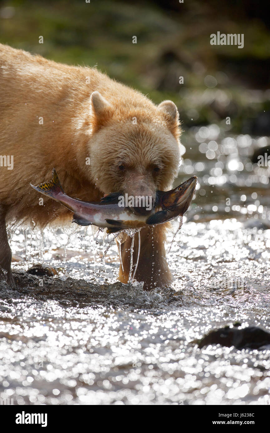 Kermode bear (Ursus americanus kermodei), noto anche come "acquavite di recare', British Columbia Foto Stock