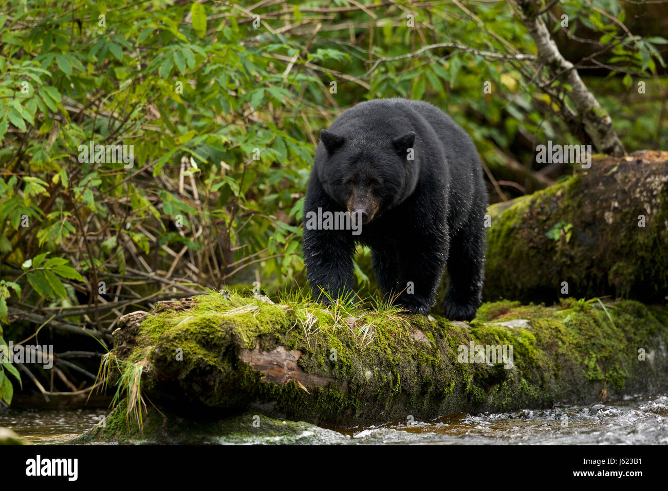 Kermode bear (Ursus americanus kermodei), noto anche come "acquavite di recare', British Columbia Foto Stock