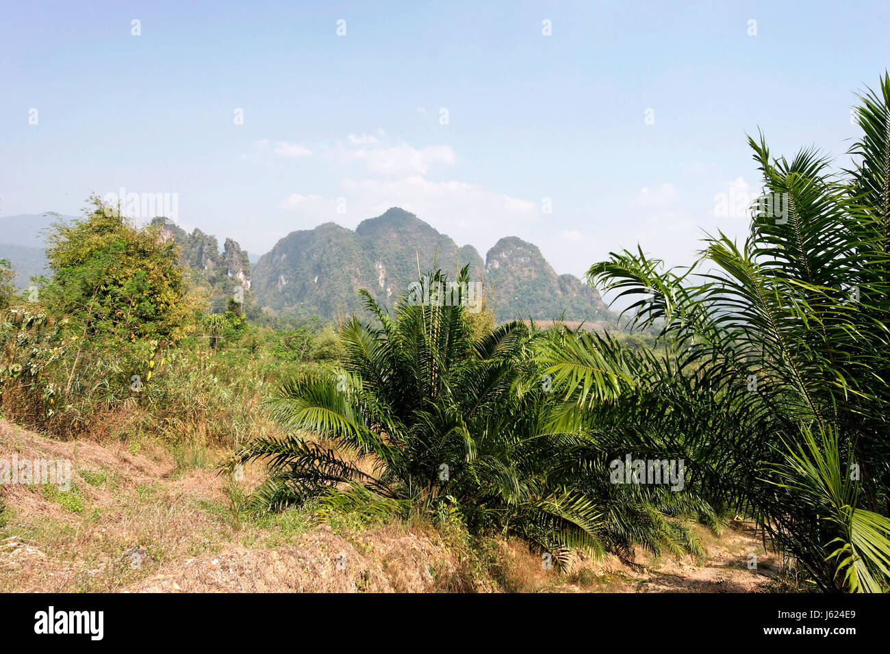 Albero alberi giungla verde brooks unica struttura fresca pianta alberi verdi nazionali Foto Stock