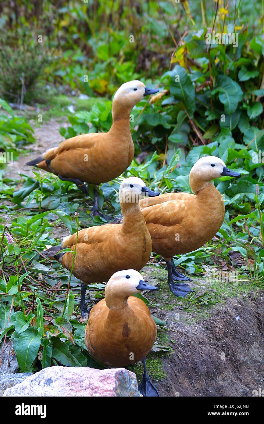 Animale di pietra verde brunastro marrone brunette duck natura occhio foglia organo becco del piede Foto Stock