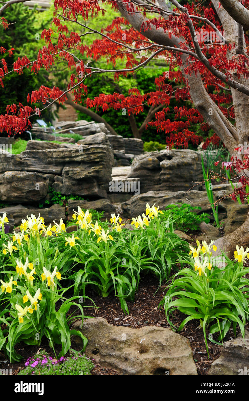Alberi di struttura letto giardino fiore fiori piante vegetali pietre pietre brillare brilla Foto Stock