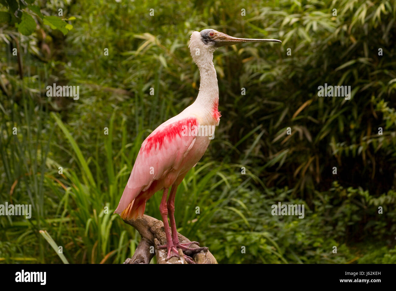 Uccelli uccelli rosa uccelli uccello becco rostri rosa schreitvogel rosalffler ibiss lffler Foto Stock