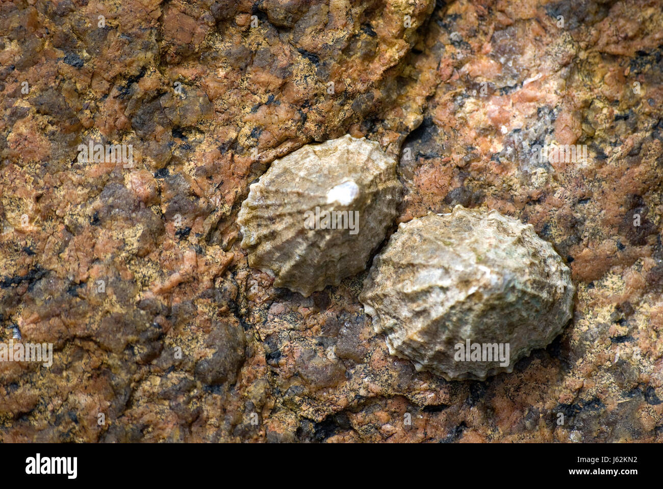 Pietra di granito stick pin inceppato il vaiolo animale coppa shell sale di registrazione Foto Stock