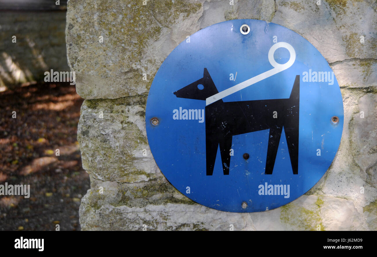 cane al guinzaglio Foto Stock