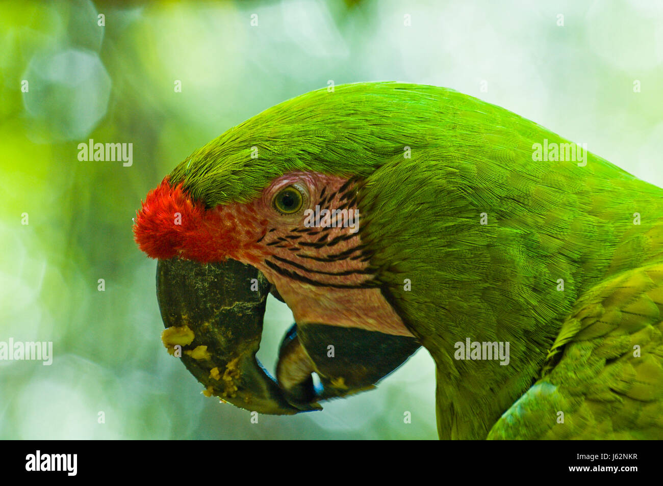 Verde di uccelli Uccelli becchi becco di pappagallo testa termine ultimo alito di uccelli Uccelli verde Foto Stock