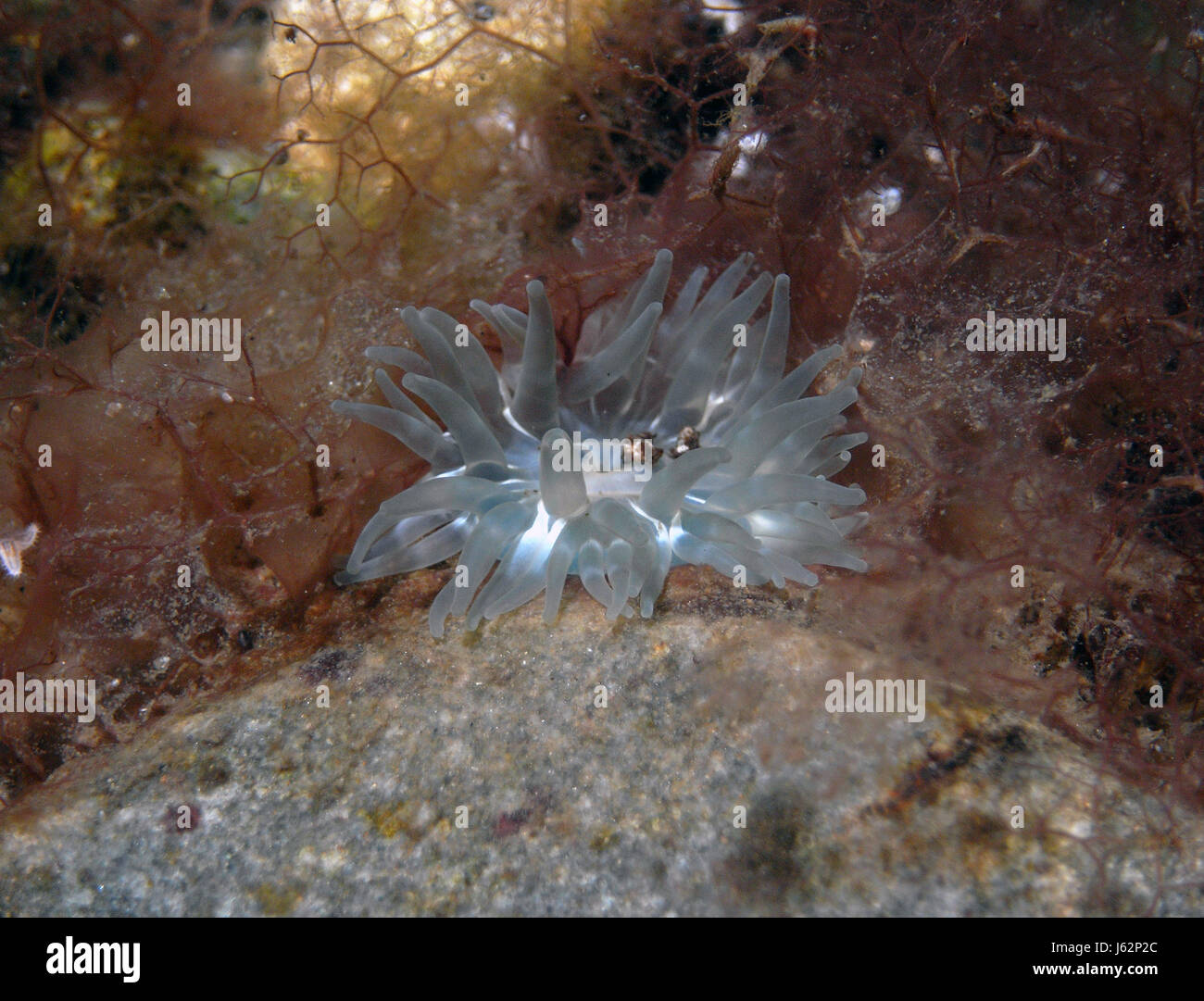 L'acqua del mar baltico di acqua salata oceano mare anemone macro close-up di ammissione macro Foto Stock