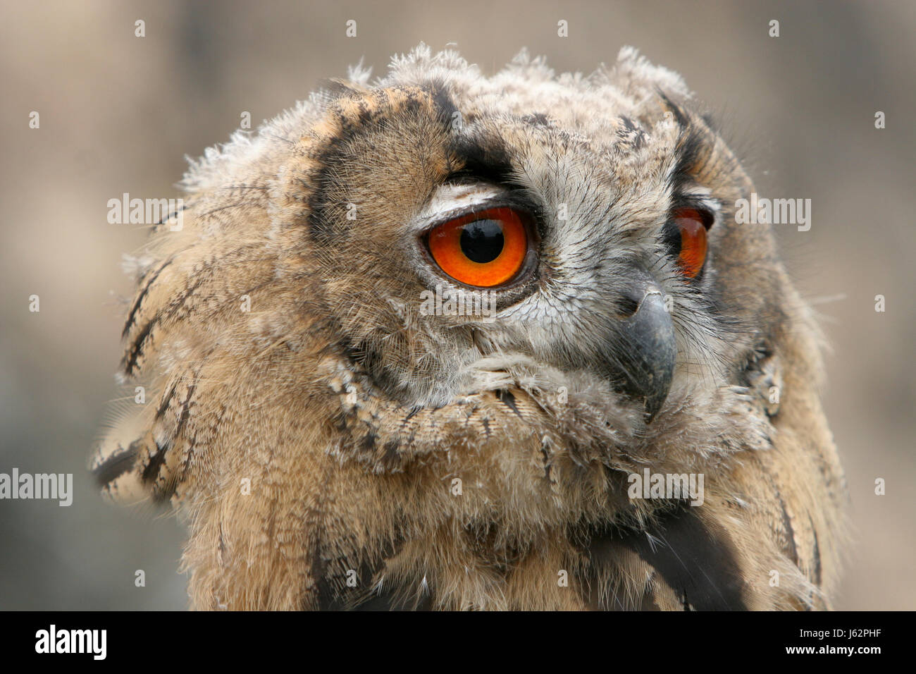 I giovani europei il gufo reale Foto Stock