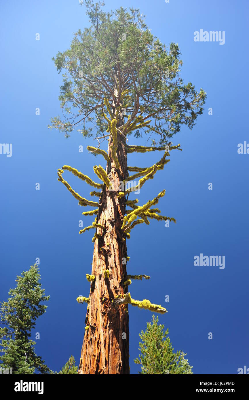 Albero di cedro di conifere di Chartreuse forest blue tree ramo verde conifera vecchio cedro Foto Stock