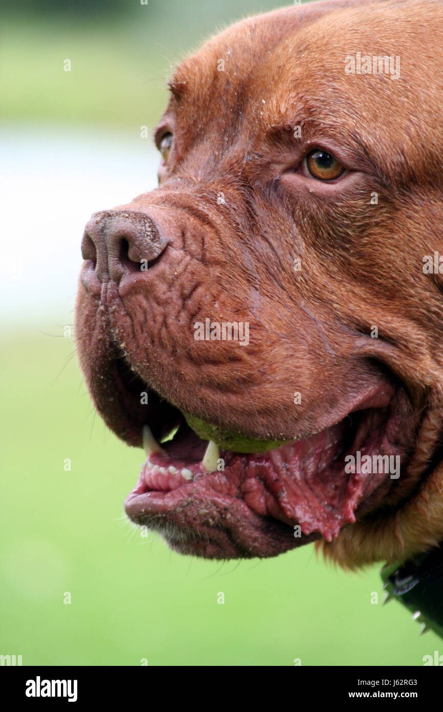 Pelle di animale cane cane maschio mastiff sinewy muscolare Francia razza pedigree francese Foto Stock