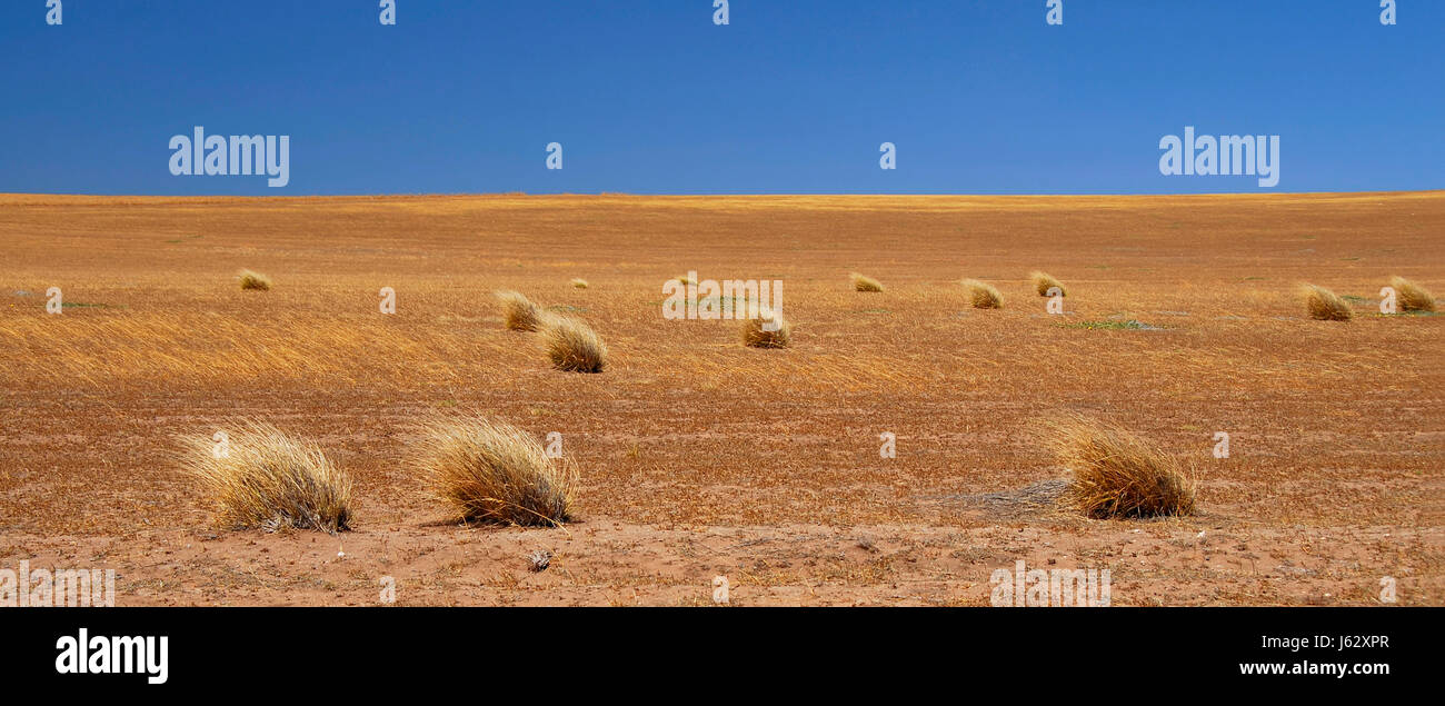 Australia boccole campi campo di mais paglia outback solitudine veld agricoltura Foto Stock