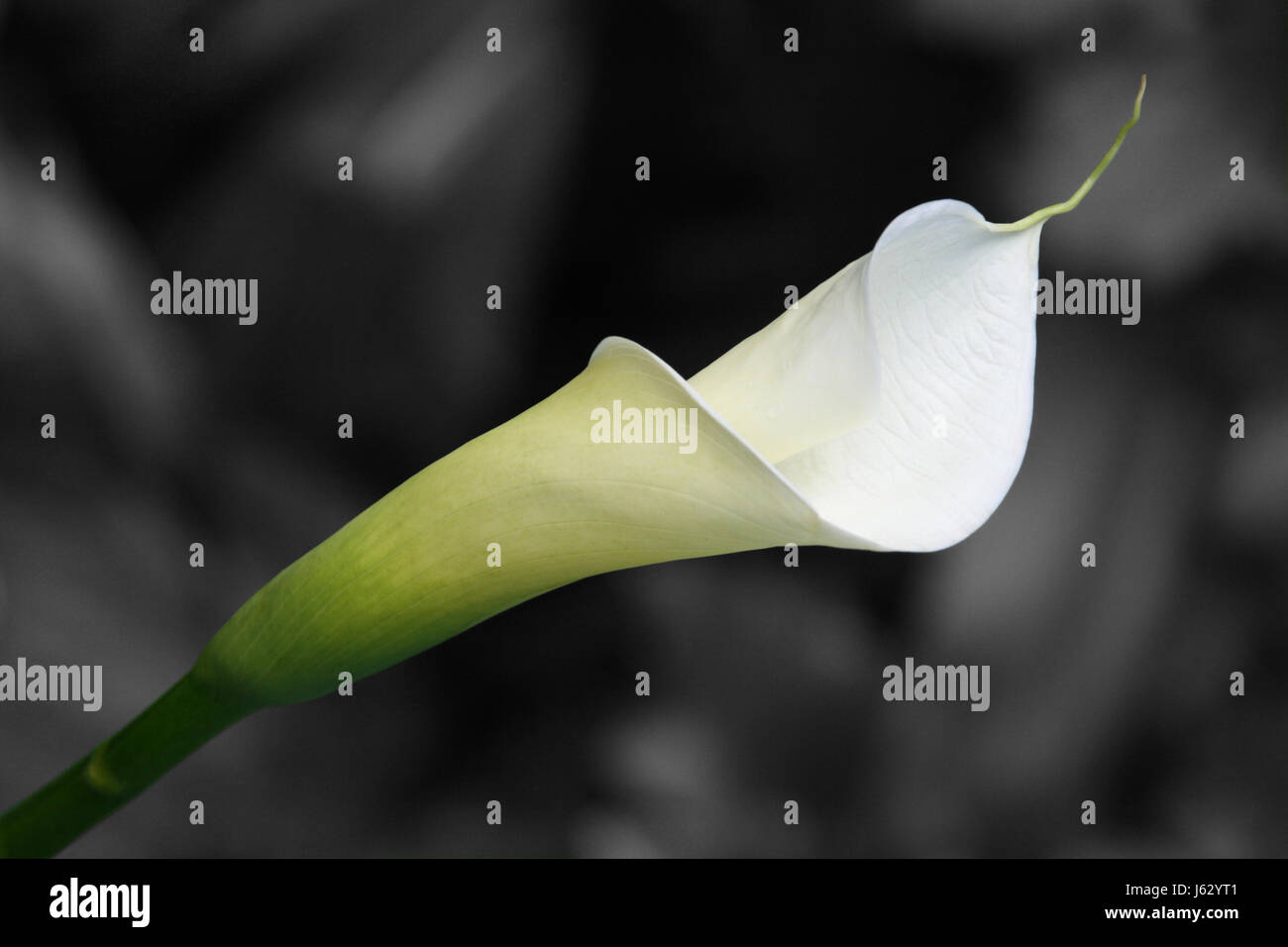 Piante e fiori esotici verde di piante e fiori esotici pistone giallo pannocchia natura calla Foto Stock