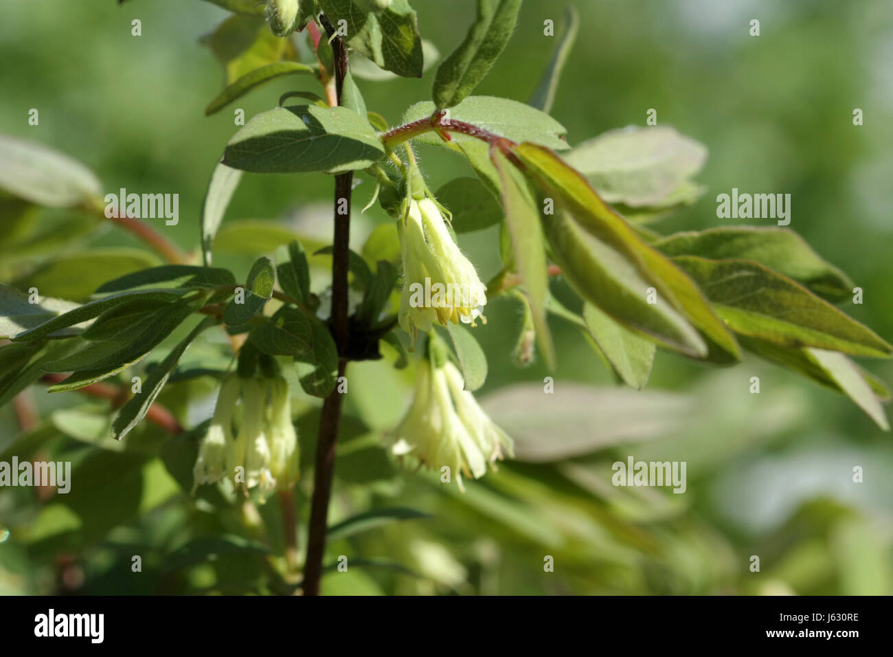 Delicati fiori gialli del caprifoglio sono commestibili su un ramo con foglie verdi fioriti Foto Stock