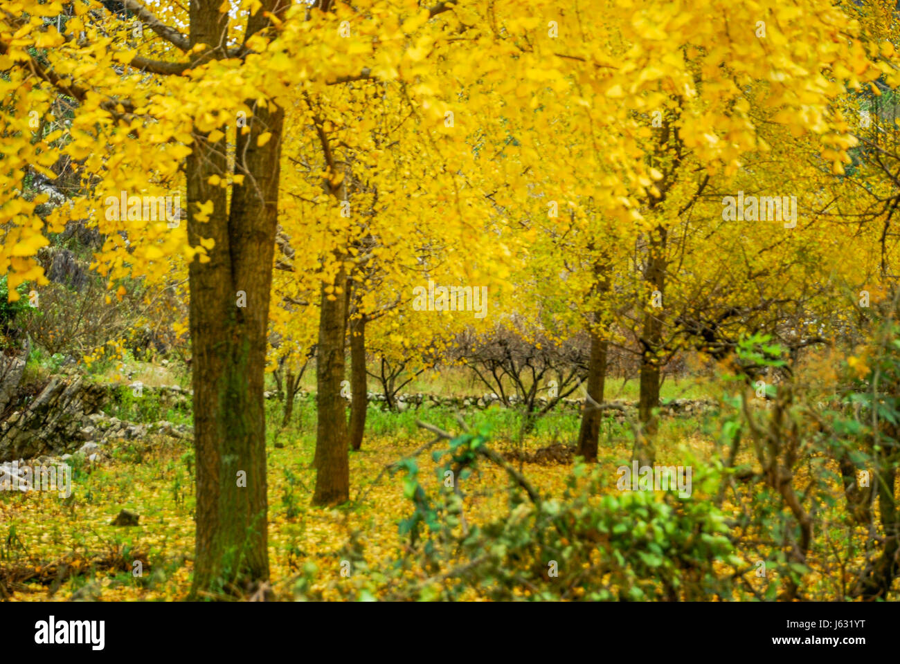 Ginkgo in autunno Foto Stock