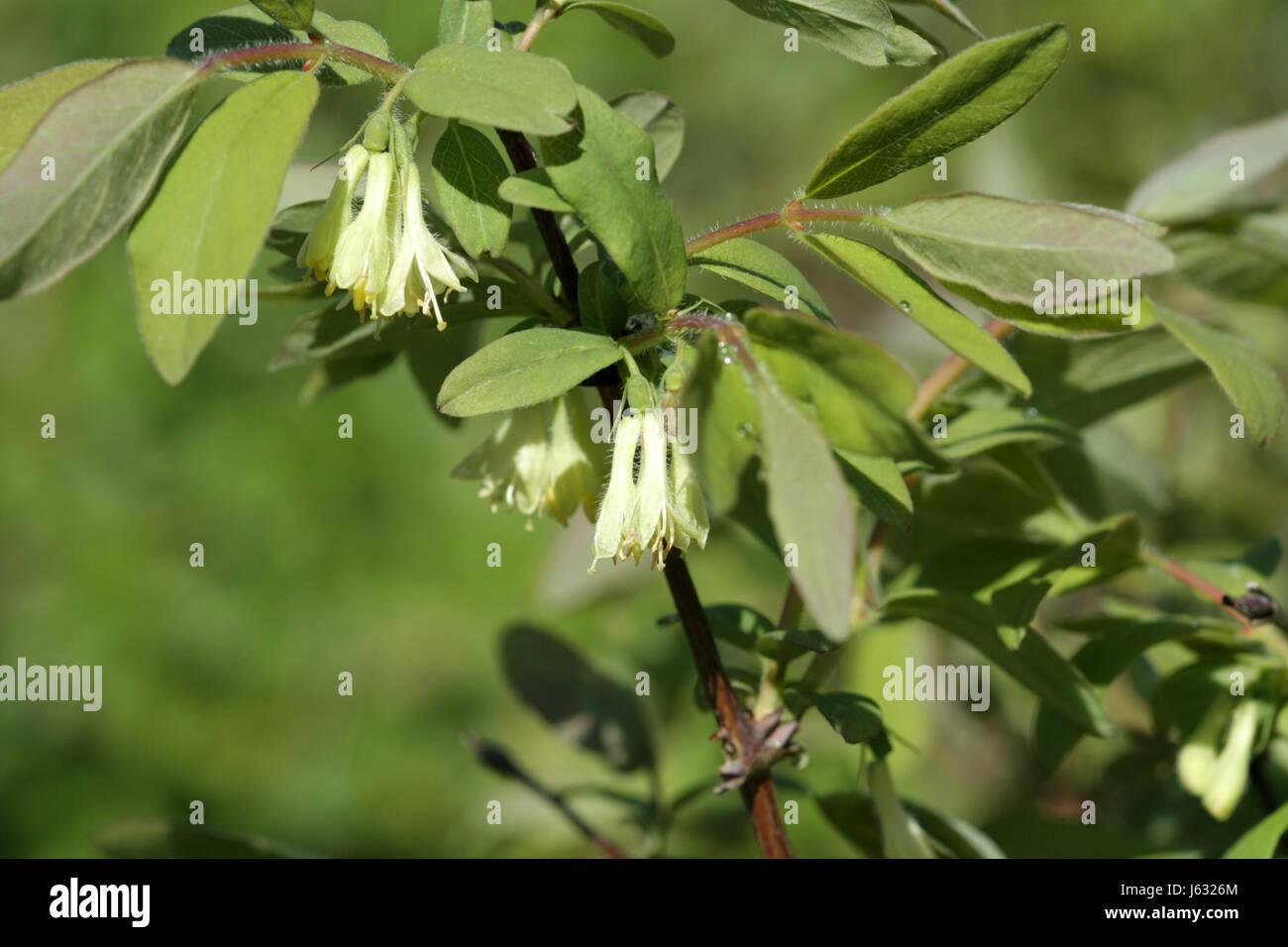 Delicati fiori gialli del caprifoglio sono commestibili su un ramo con foglie verdi fioriti Foto Stock