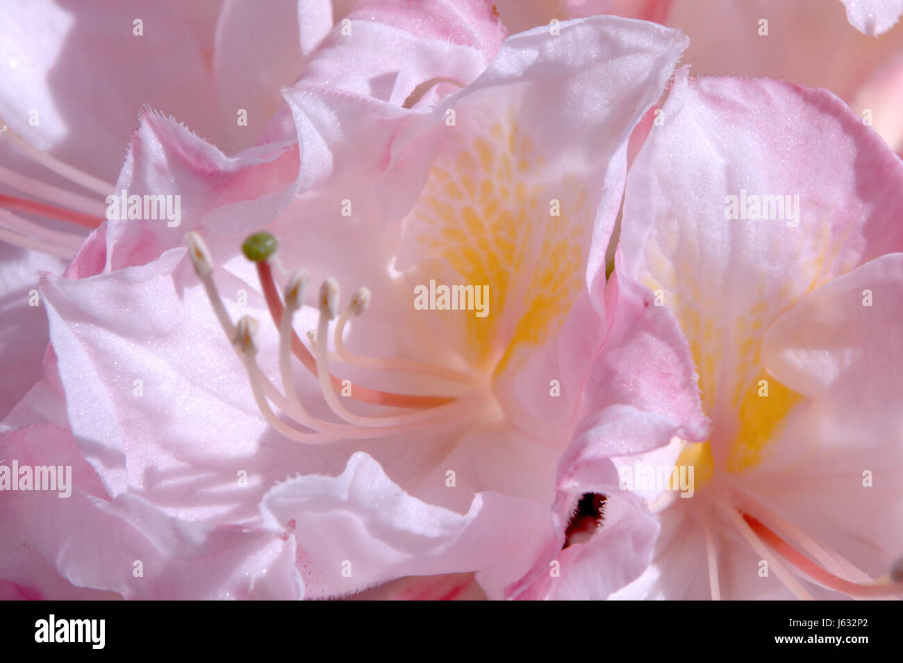 Bloom blossom fiorire fiorente primavera pianta di Rododendro fioritura verde Foto Stock